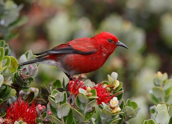 Native Hawaiian Forest Bird