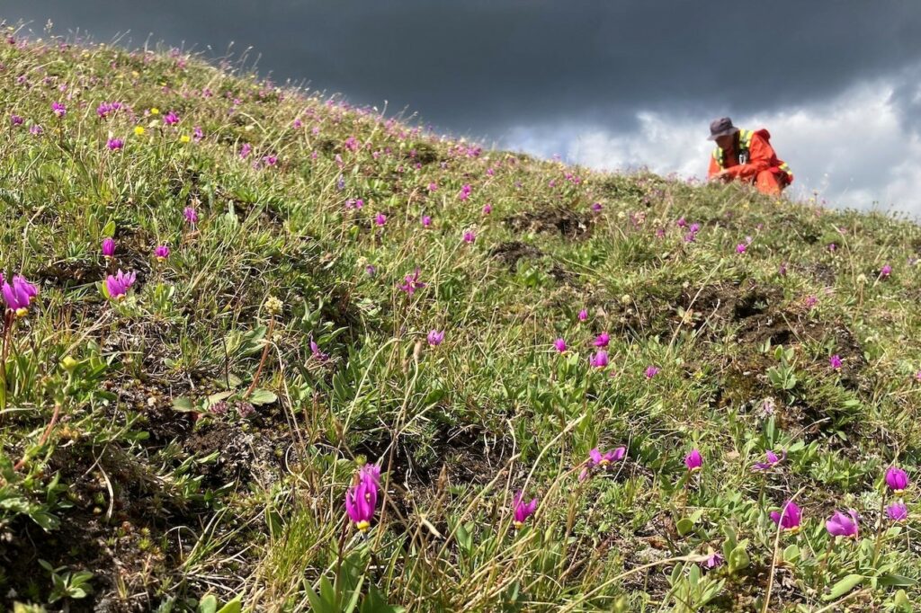 Clint Smyth of IEG conducting vegetation surveys in high elevation grasslands in the Elk River valley