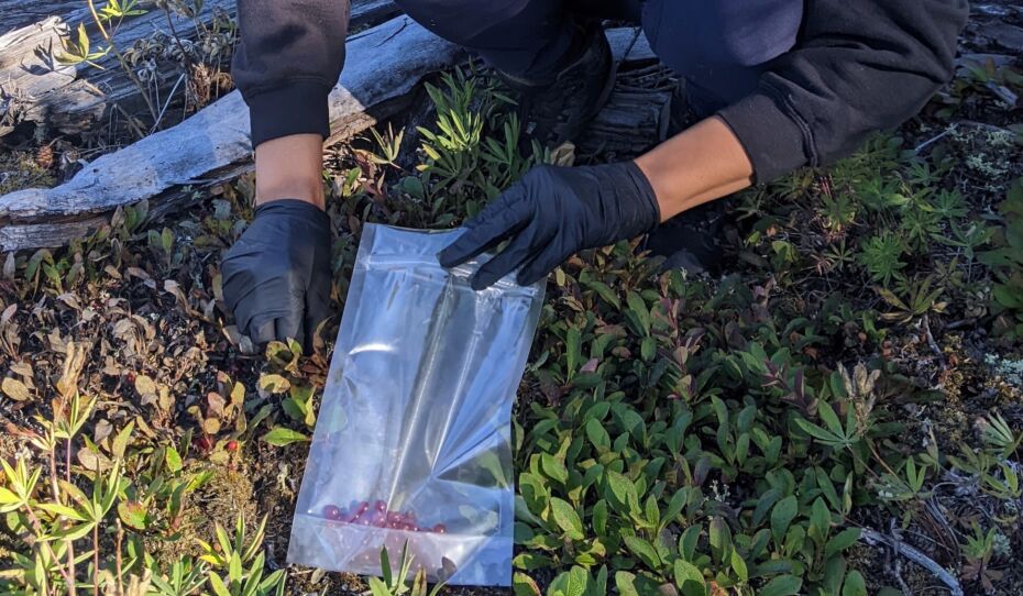 Collecting a sample of red bearberry for trace metals and elements analysis