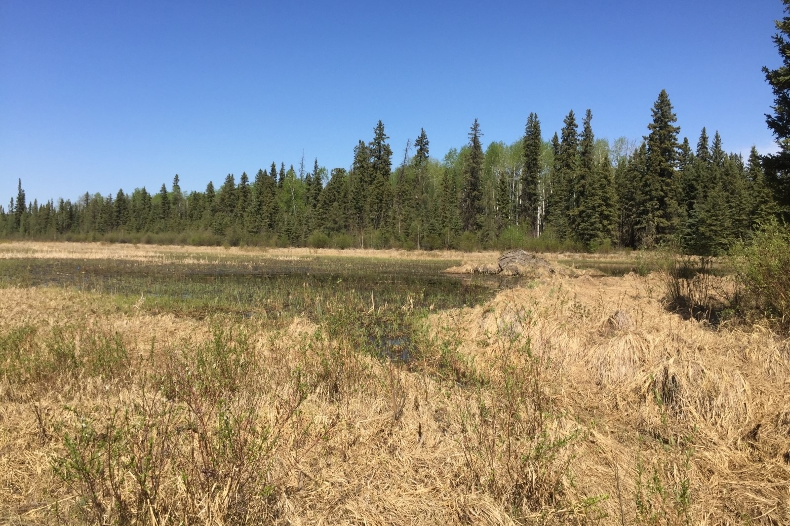 Fort chipewyan metis local 125 land use and indigenous knowledge