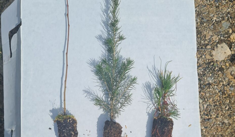 Getting ready to plant seedlings
