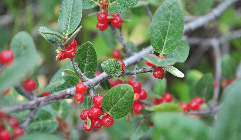 Soapberry plant