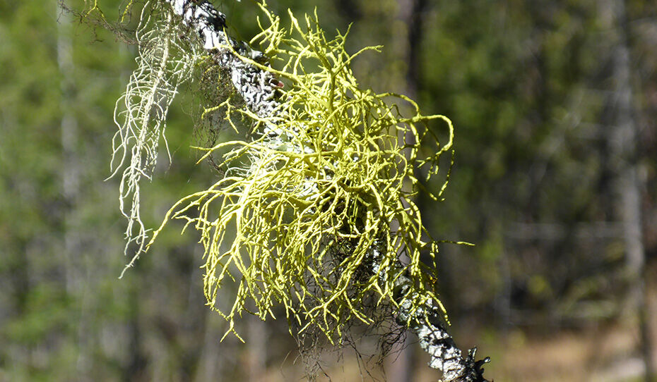 Letharia Vulpina