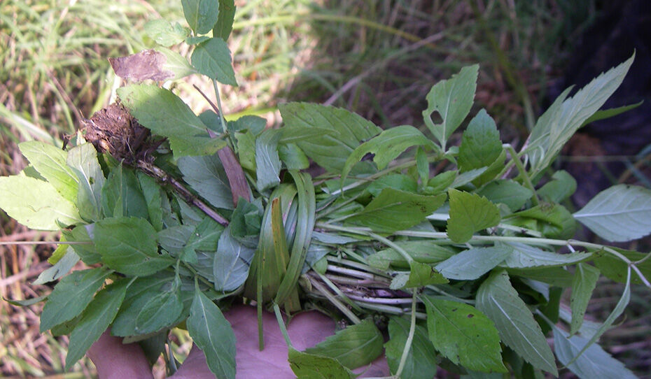 Mint wrapped for transport and use