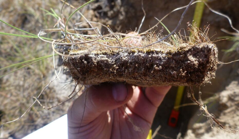 Moss layer on tailings sand