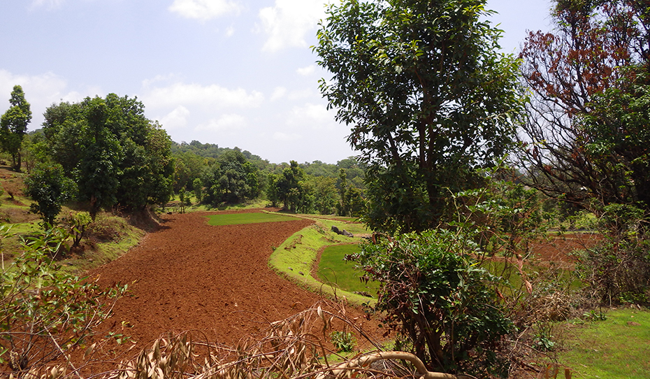 Pre Monsoon Rice Paddy