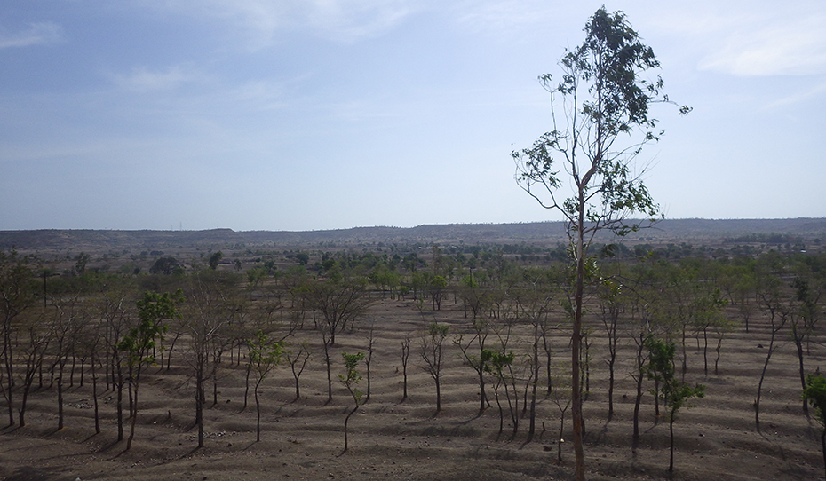 Reforestation in Sangamner