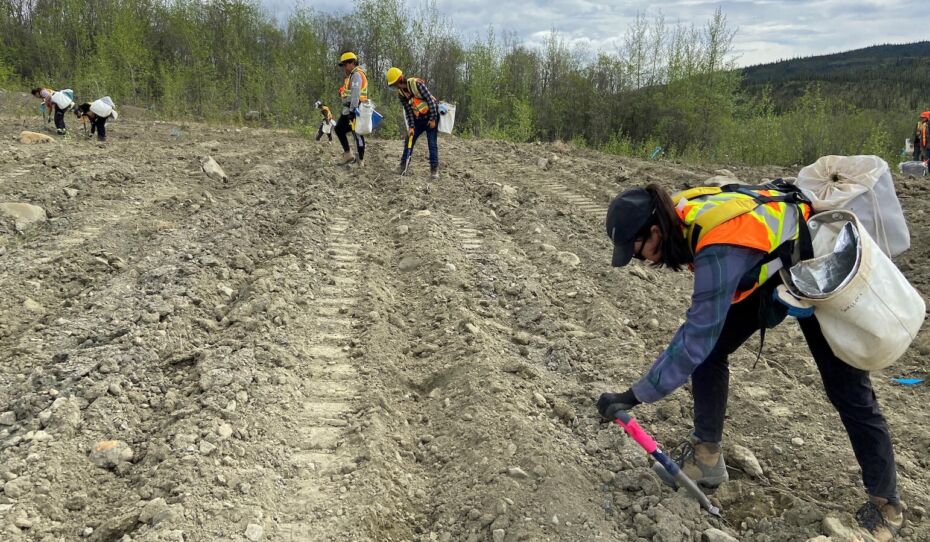 Tree planting at the Faro Mine