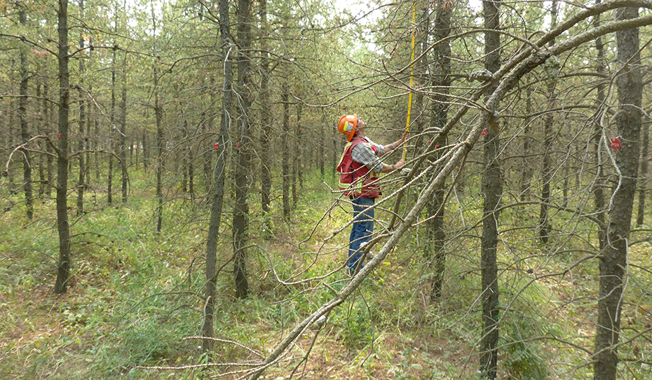 Tree Sampling