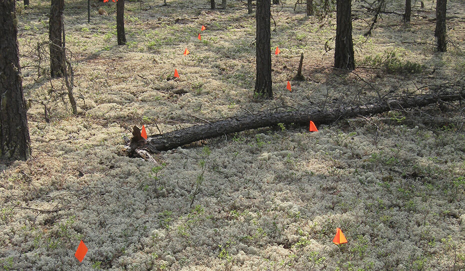 Vegetation plots