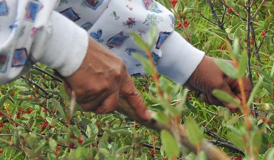 Collecting soapberry berries