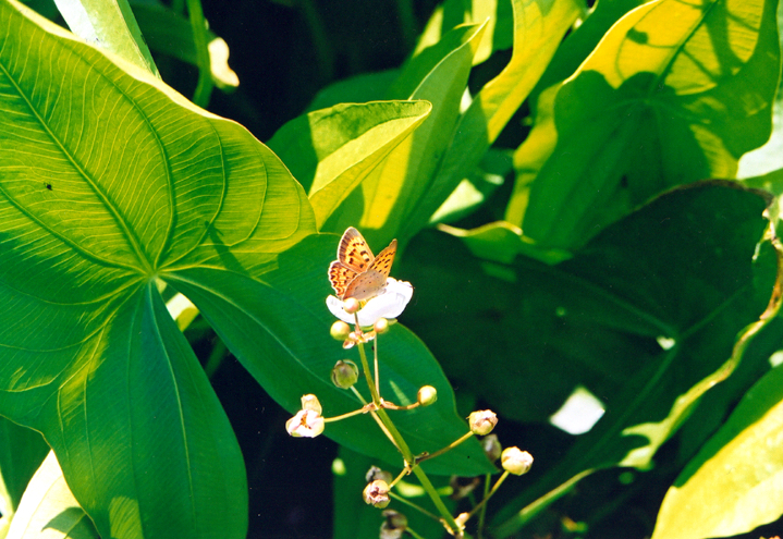 Flower with a moth