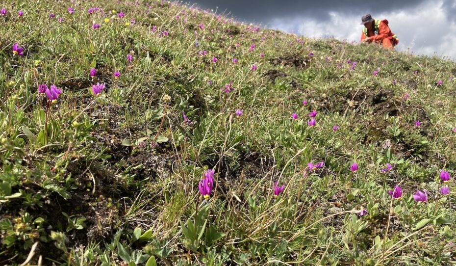 Clint Smyth of IEG conducting vegetation surveys in high elevation grasslands in the Elk River valley