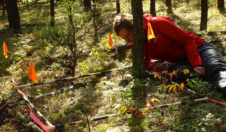 Vegetation survey